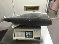 Paddlefish Meat