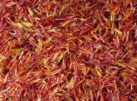 Safflower, Safflower Seed