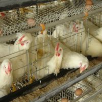 high quality cheap poultry farm best sale chicken layer cages in tanzania