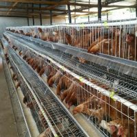 Type h commercial poultry layer cages