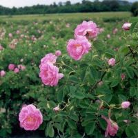 Dried Rosebuds Dades