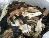 Quality Wet/Dry Salted Donkey Hides, Cow Hides, Goat Hides (Skin).