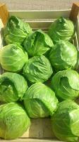 Fresh 1&#039;st quality cabbage