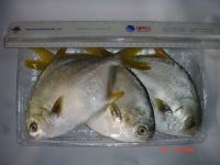 IWP Golden Pompano(FARM RAISED)