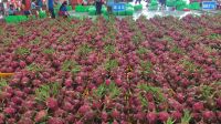 HOT SALES DRAGON FRUIT- PITAYA