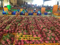 HOT SALES VIETNAM DRAGON FRUIT- PITAYA