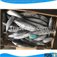[ Bonito Tuna ]frozen bonito tuna fish for canned