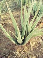 Aloevera Leaf