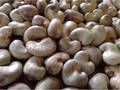 Raw Cashew Nut in Shell