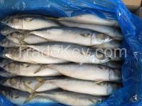 pacific mackerel