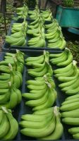 Organic Banana From Sudan