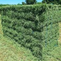 Alfalfa Hay Bales For Sale By Sunset Gross Agro Kenya