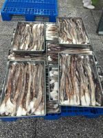 Frozen peru giant squid tentacle BQF