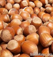 Hazelnuts