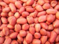 Red Skin Peanut Kernels From South Africa