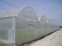 Tropical plastic film greenhouse for tomato cultivation