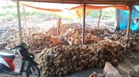 Fresh Coconut