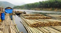 Bamboo piles provision