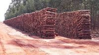 Natural Mesquite Hardwood Charcoal From Brazil