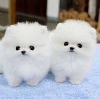 Charming.CUTE  Teacup Pomeranian Puppies for adoption-,text 302-400-5220  