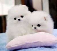 Charming.CUTE  Teacup Pomeranian Puppies for adoption-,text 302-400-5220  