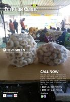 garlic