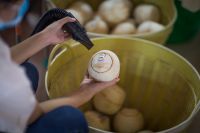 Tasty Fresh Coconuts (Viconut brand) From Vietnam