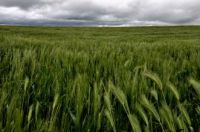 Hard Milling Wheat, from Australia 