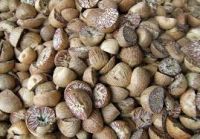 EXPORTERS OF DRIED BETEL NUT NOW HAVE IN BULK BETEL NUT From Kenya