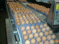 Farm Fresh Chicken Table Eggs Brown and White Shell Chicken Eggs