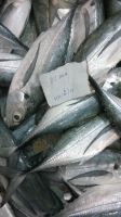 HORSE MACKEREL