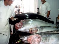 Tuna And Swordfish