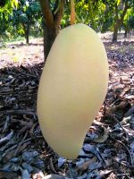 Fresh Sweet Mango (Golden Honey Variety)