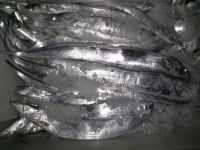 Frozen Ribbonfish