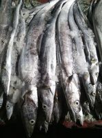 Frozen Ribbonfish A+