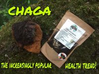 EXTRACT CHAGA MUSHROOMS SUBLIMATED