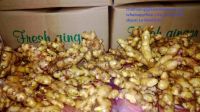 FRESH GINGER VIET NAM WITH HIGH QUALITY