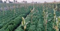 Parsley,Fenugreek,saffron,saffron,Fennel,Peppermint,