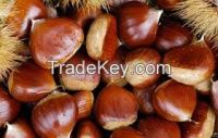 Chinese Chestnut