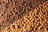 Quality Chickpeas