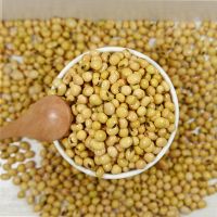 Soybean