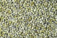 Green MIllet