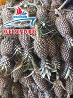 Vietnamese Fresh Pineapple Supplier.