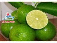 Fresh Lime Manufacturer of Viet Nam Best Price