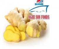 Fresh Ginger from Viet Nam Exporters