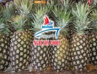 Fresh Tropical Pineapple with the Best Price from Viet Nam