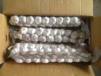 Fresh Pure white Garlic From China