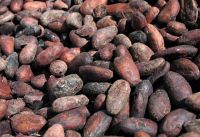 Raw Cocoa Beans cocoa seeds wholesale