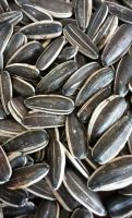 5009/363/601 sunflower seeds