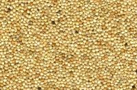 Yellow millet